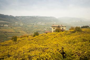 Les Vins du Valpolicella